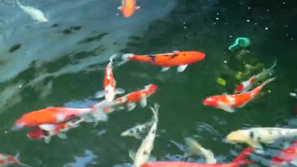 Kolorowe ryby Koi, pływanie — Wideo stockowe