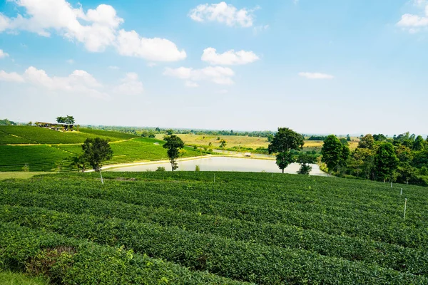 Mavi gökyüzü ile yeşil çay çiftlik — Stok fotoğraf