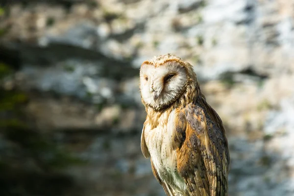 Photo of an owl close up. — Stock Photo, Image