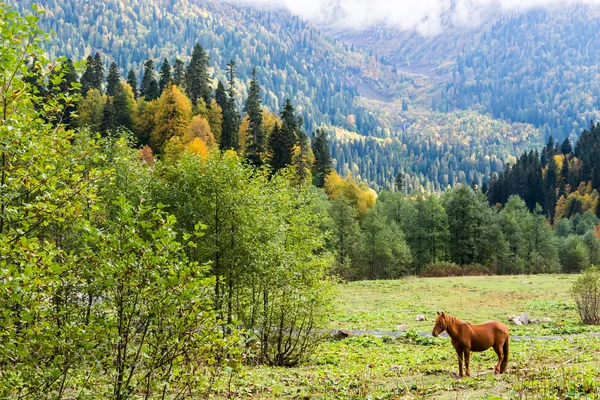 Paisaje de montaña con caballo. — Foto de Stock