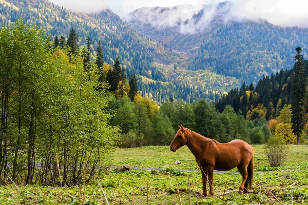 Paisaje de montaña con caballo. —  Fotos de Stock