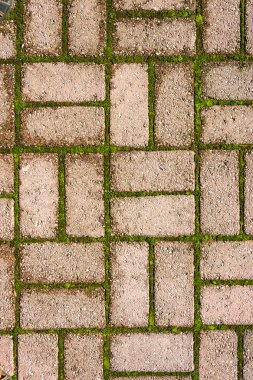 Yeşil bitkiler ile güzel taş doku. 