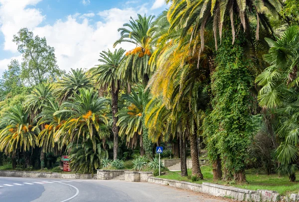 Sonbahar avuç içi Gagra, Abhazya. — Stok fotoğraf