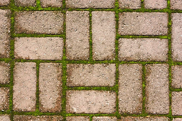 Beautiful stone texture with green plants. — Stock Photo, Image