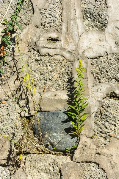Beautiful stone texture with green plants. Stock Image