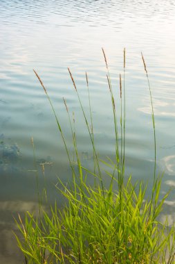 Parlak yeşil çalı saz su bir arka plan üzerinde. 