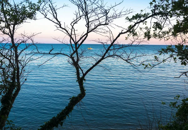 Vista do mar através dos ramos de uma árvore . — Fotografia de Stock