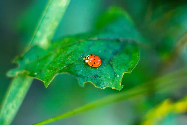 Ladybug on a green leaf. — Stock Photo, Image