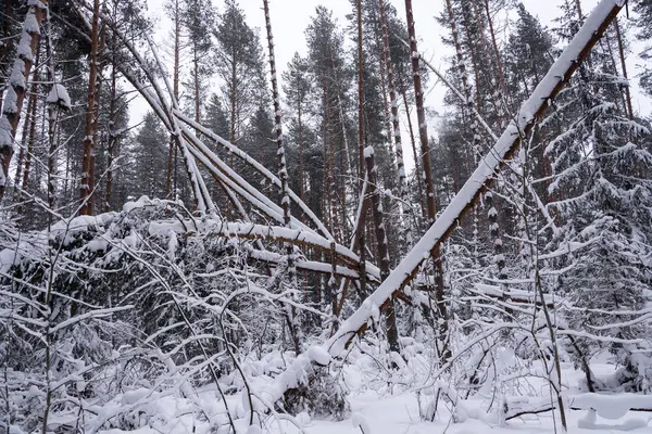 Padlé stromy v borovém lese. — Stock fotografie