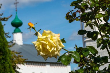 Kilisenin arka plan üzerinde Sarı Gül. 
