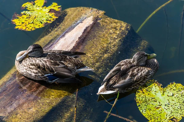 Zwei schwimmende Enten. — Stockfoto