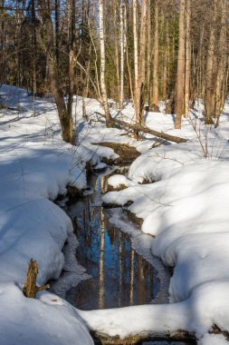 Bahar orman akışında. 