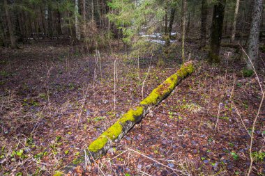 Eski sandık, yeşil yosun kaplı. 