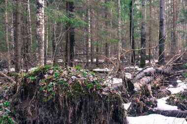 Bükülmüş kökleri düşmüş ağaç. 