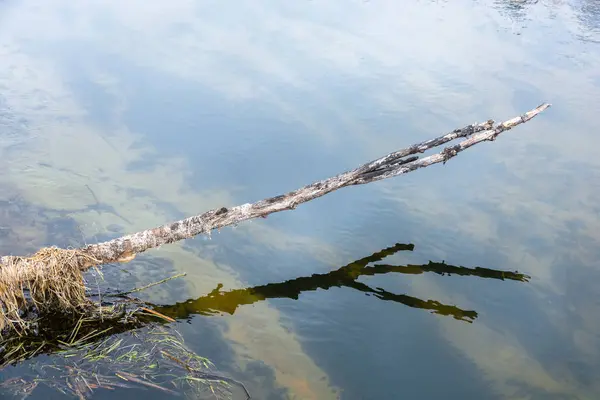 Um velho pau seco no fundo da água . — Fotografia de Stock