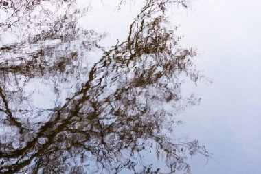 Soyutlama. Gökyüzü ve ağaçlar su yansıması. 