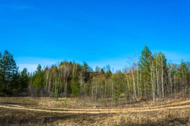 Bahar manzara orman yolu ile. 