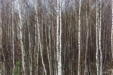 Genç ağaç gövdeleri.