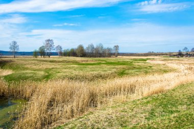 Sarı çimen, güzel bahar yatay. 