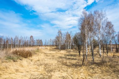 Sarı çimen, güzel bahar yatay. 
