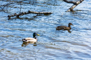 İki batık bir ağaçta yüzen ördek. 