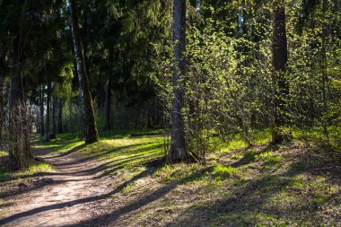 Güneş ışınları orman çalılık kırılma. 