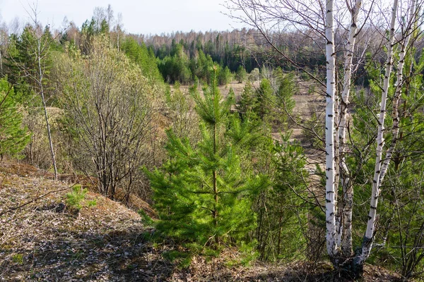 Bahar, yatay, Genç ağaç ve küçük çam. 
