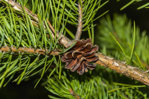 A small pine cone. — Stock Photo, Image