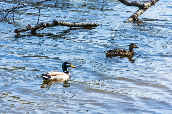 İki batık bir ağaçta yüzen ördek. 