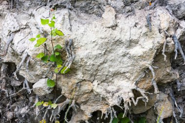 Düşmüş bir ağaç arka plan üzerinde küçük bir ağaç filiz. 