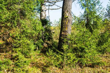 güzel orman alanı. 