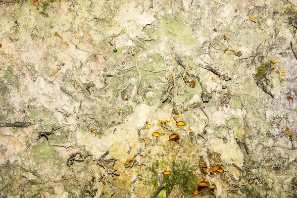 La texture de la terre avec des racines et des champignons . — Photo