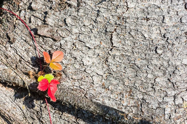 Ljusa blad av smultron på bakgrund av barken av en gammal — Stockfoto