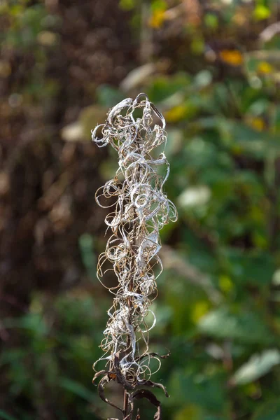 Märchenhafte Spitze der Natur. — Stockfoto