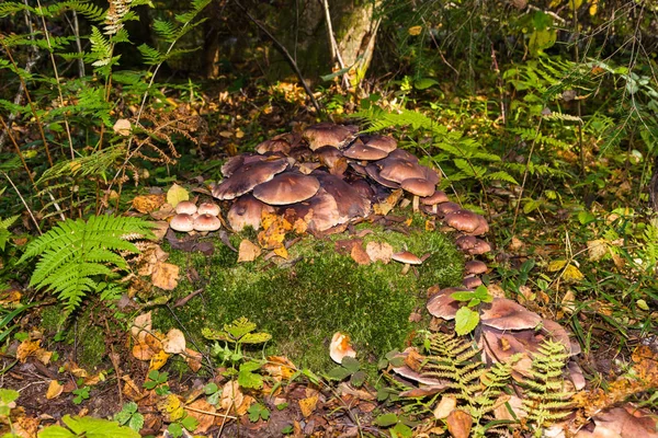 Grande famille de champignons . — Photo