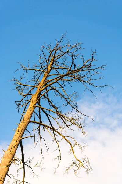 Pnia Martwe drzewa przeciw błękitne niebo. — Zdjęcie stockowe