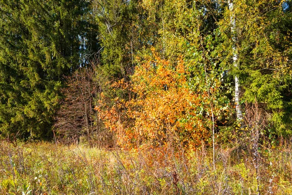 Na borda da floresta de outono . — Fotografia de Stock
