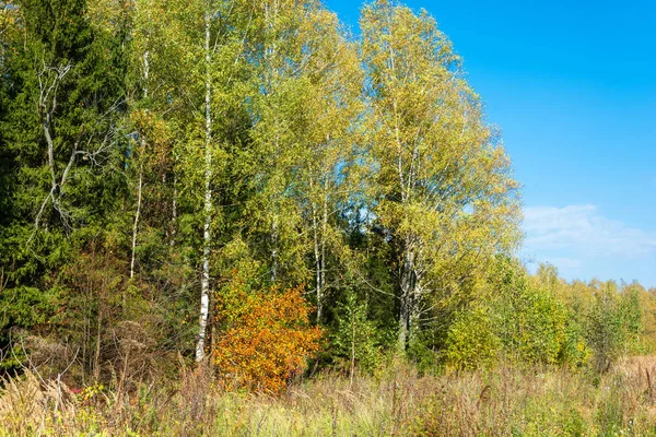 Am Rande des Herbstwaldes. — Stockfoto