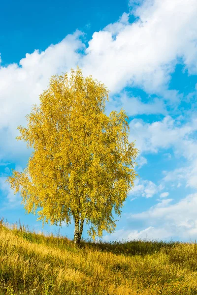 A single birch tree Golden foliage of autumn. — Stock Photo, Image