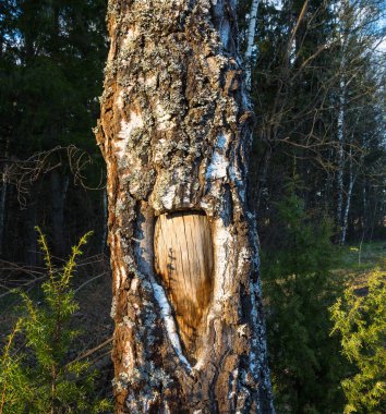 Ağaç gövdesi özgün doku. 