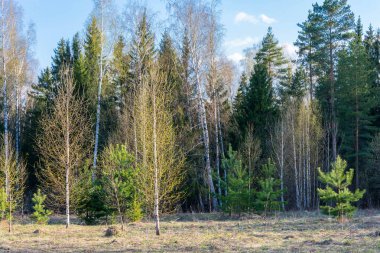manzara güzel bahar. 