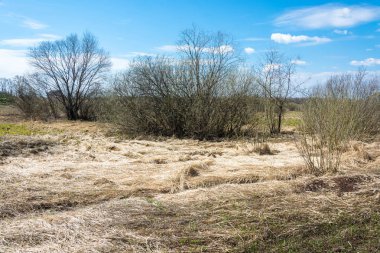 Bahar, yatay sarı geçen yılki çimen. 