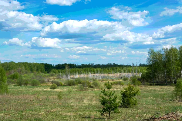 Paesaggio primaverile soleggiato. — Foto Stock