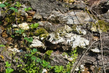 Eski çürümüş ağaç gövdesi dokusuna. 