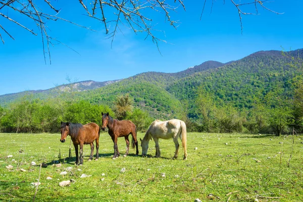 Beautiful mountain landscape with horses. — Stock Photo, Image