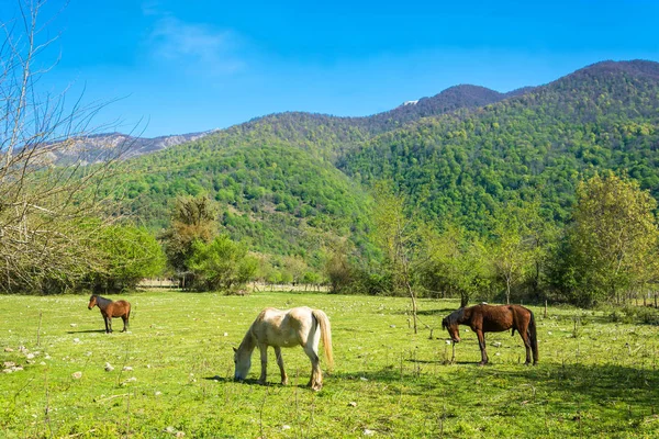 Beautiful mountain landscape with horses. — Stock Photo, Image