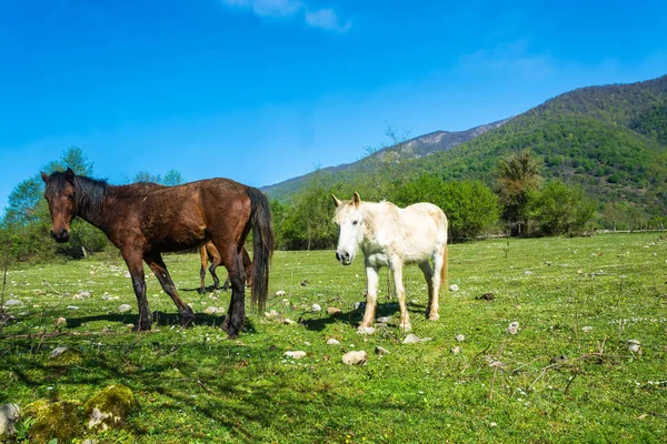 Tres caballos pastando en un prado de montaña . —  Fotos de Stock