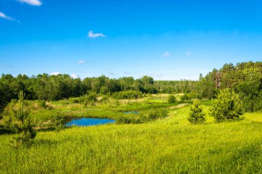 Güneşli bir günde yaz manzarası. 