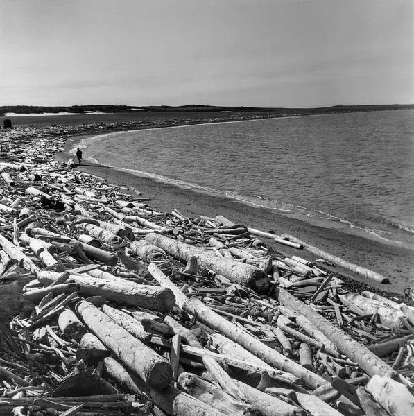 The coast of the Kara sea in summer. — Stock Photo, Image