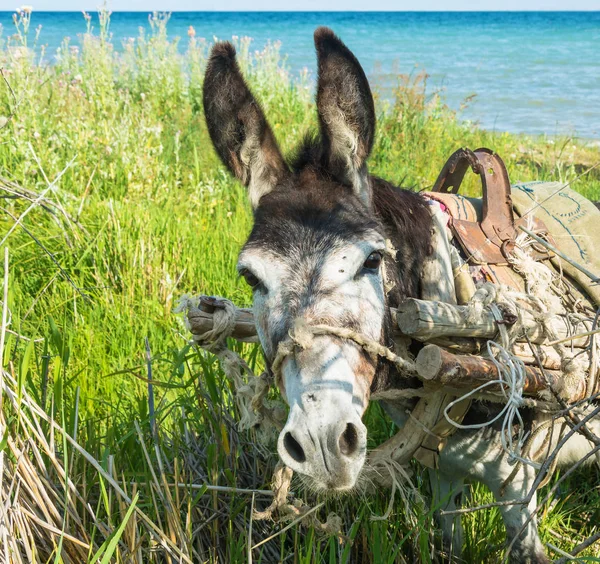 Göl: Issyk-Kul kıyısında küçük eşek. 
